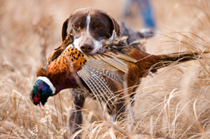 Gun Dog Training